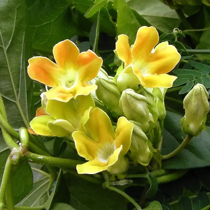 Tác dụng của hoa thiên lý? Cách trồng hoa nở quanh năm