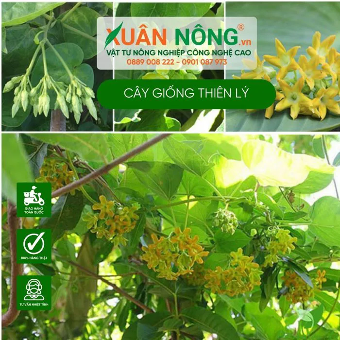 Cây giống thiên lý: Cây đẹp, dễ trồng và bổ dưỡng