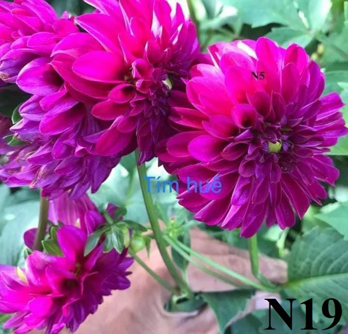 Hoa Thược dược “ Tím Huế” Mã N19 - Công Ty TNHH Trúc Vũ Farm