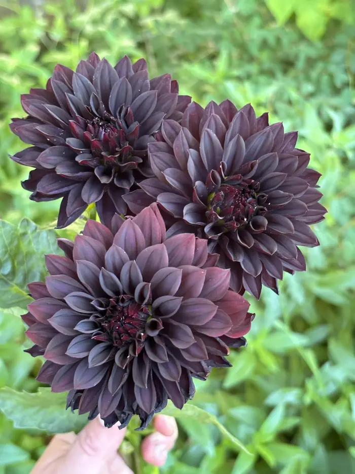 Hoa thược dược ngoại ” Dahlia Czarny Charakter “ nhập khẩu Mã P - Công Ty  TNHH Trúc Vũ Farm