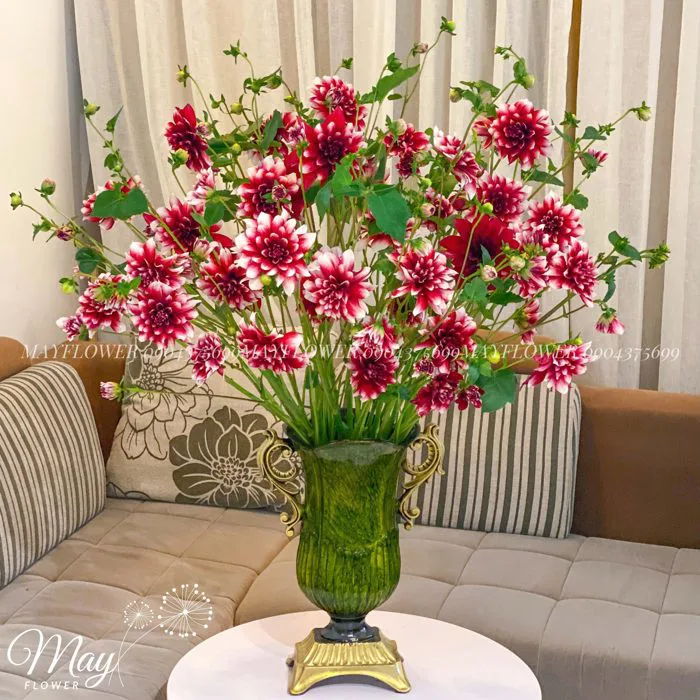 Bình Hoa Thược Dược