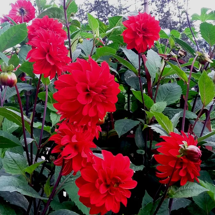Hạt Giống Hoa Thược Dược Đỏ - Gói 50 Hạt