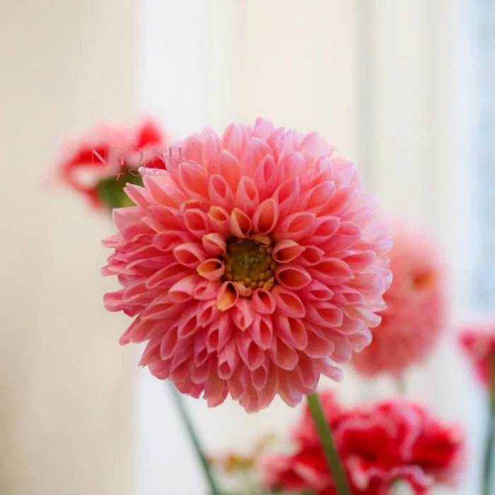 Hoa Lẻ) Hoa Thược Dược Nhập Khẩu Đủ Màu | Break Out Dahlias | Tiệm Hoa Ngõ  Nhỏ