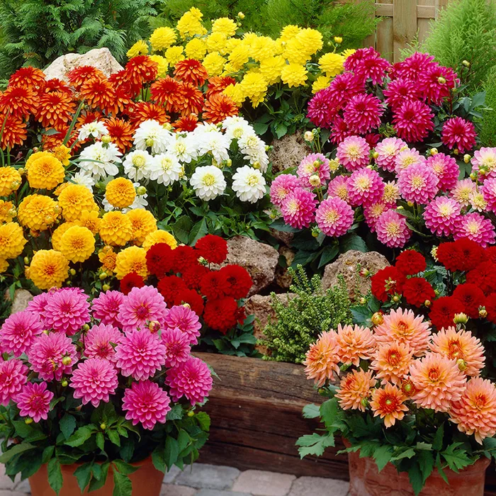HẠT GIỐNG THƯỢC DƯỢC F1 LÙN CHUẨN KÉP