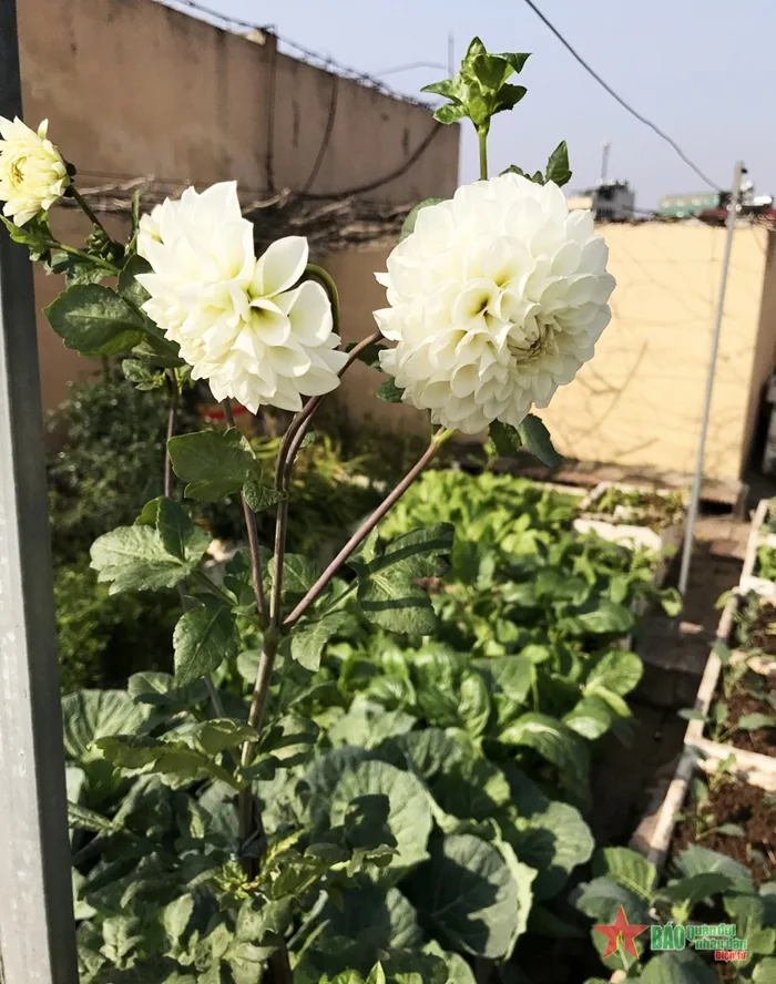 Thược dược trắng