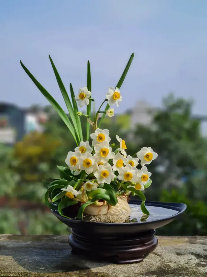 Ý nghĩa hoa thủy tiên, đặc điểm, cách trồng và chăm sóc