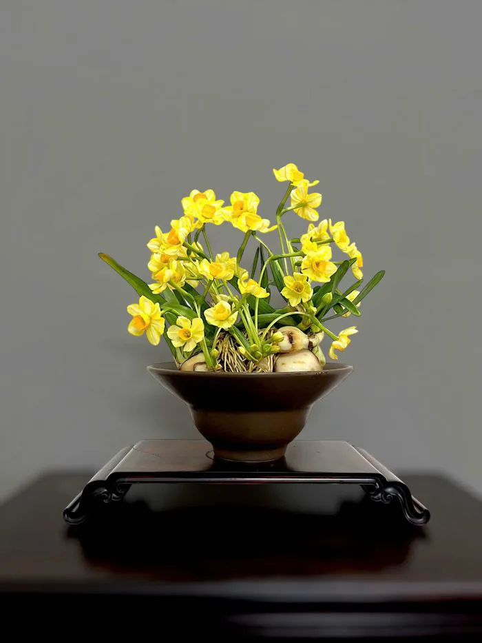 Chơi hoa thủy tiên ngày Tết
