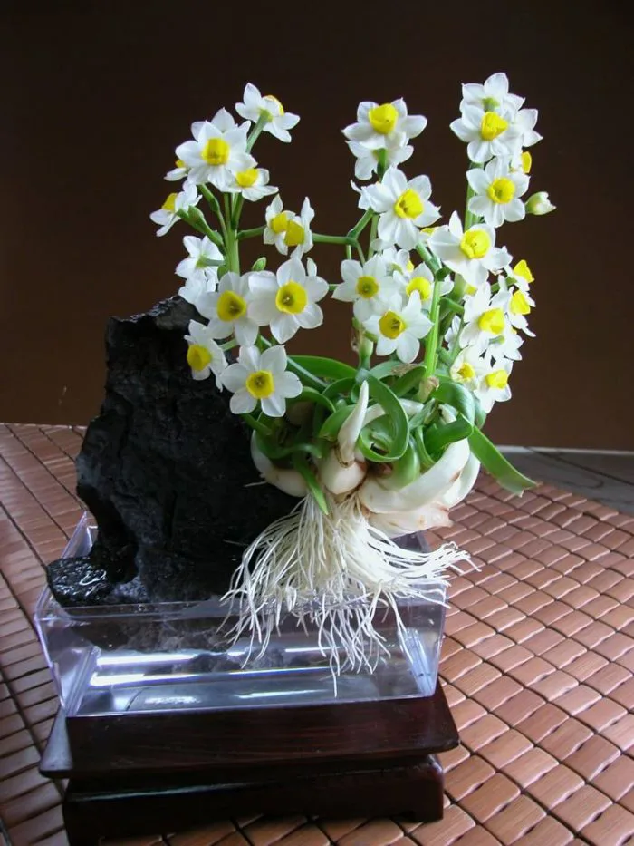 CỦ GIỐNG HOA THỦY TIÊN TRẮNG ĐẠI HOÀNG (TRỒNG ĐƯỢC CẢ NƯỚC VÀ ĐẤT) - Công  Ty TNHH Trúc Vũ Farm