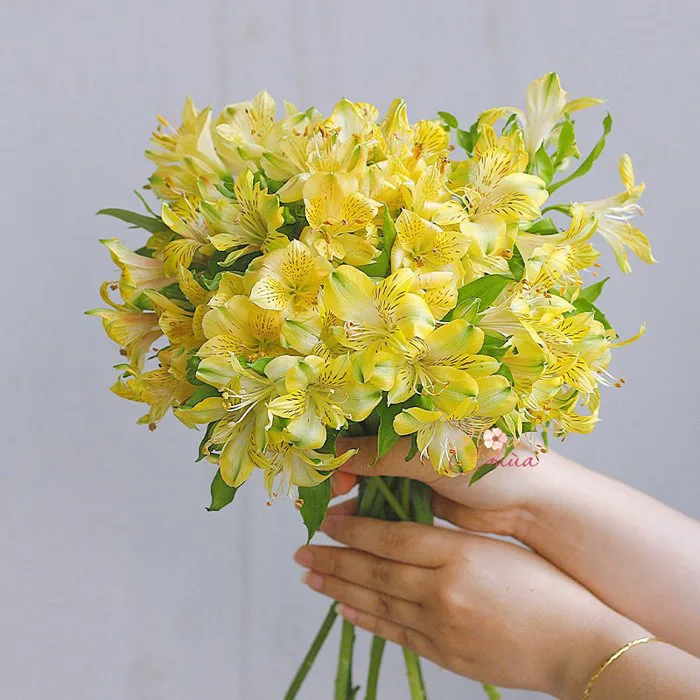 Bó mộc Thuỷ Tiên vàng