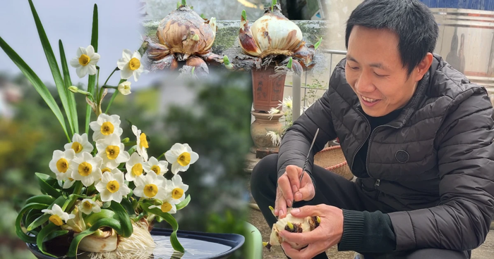 Bỏ túi 40 triệu đồng nhờ gọt củ hoa thủy tiên cho dịp tết