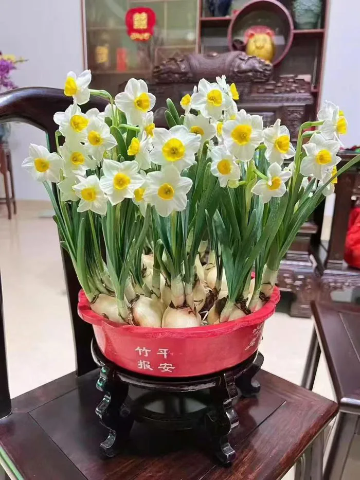 BÁT HOA THỦY TIÊN TRẮNG ĐẠI HOÀNG - Công Ty TNHH Trúc Vũ Farm