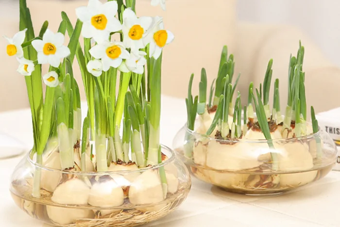 Cách trồng hoa thủy tiên nở đúng Tết
