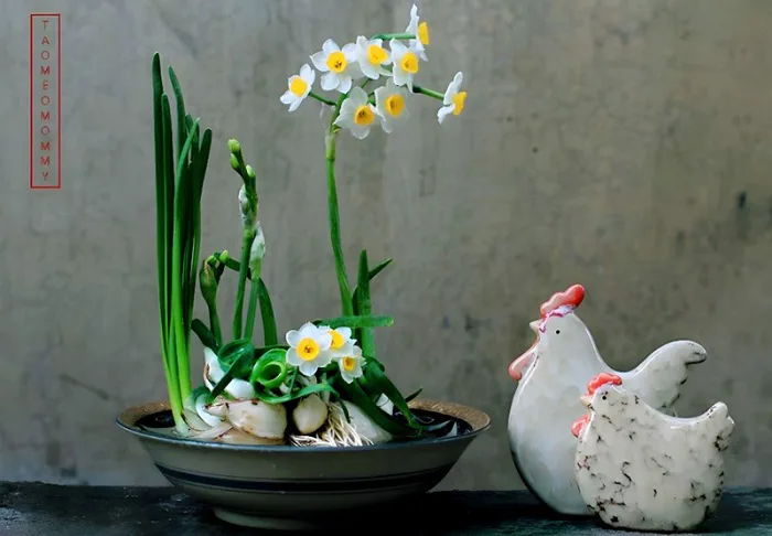 Khôi phục các dáng hoa thủy tiên cổ truyền