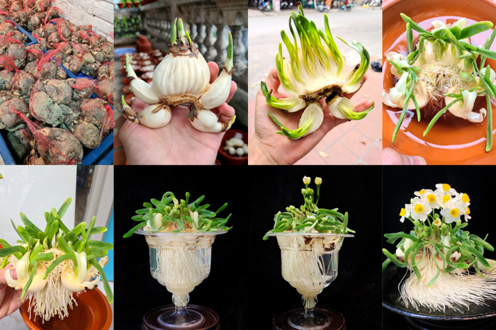 Hoa thủy tiên - loại hoa chơi Tết kỳ công của người Hà Nội xưa - DNTT online