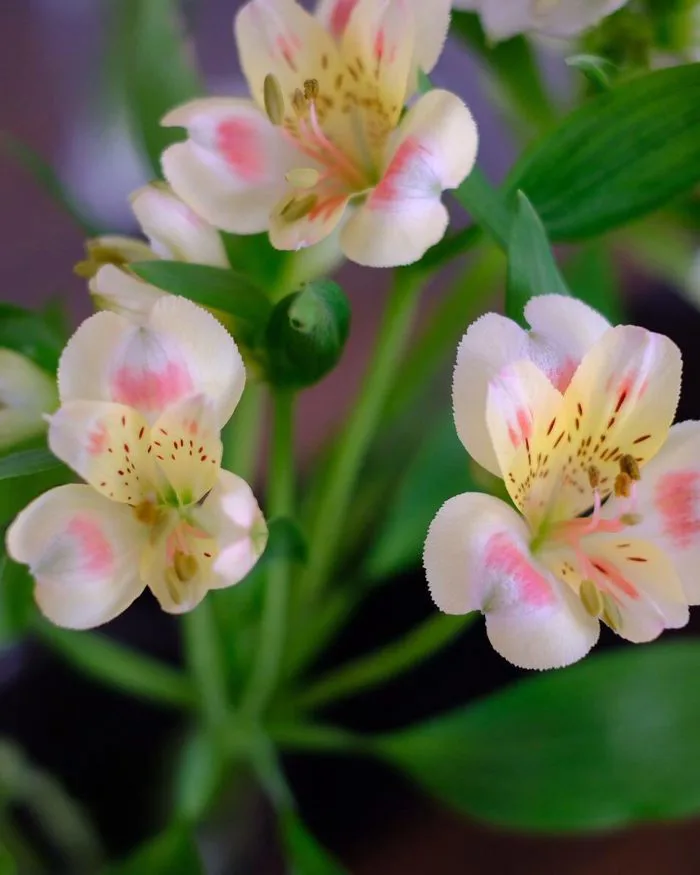 Hoa Thuỷ Tiên - L'amour Flower