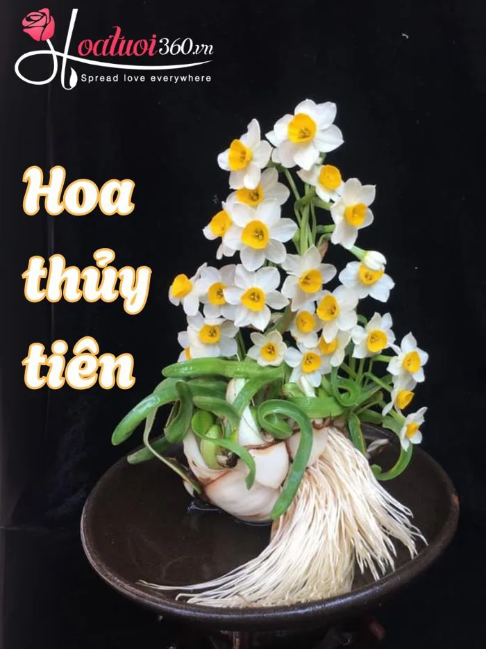 Ý nghĩa hoa thuỷ tiên & Cách chăm hoa nở đẹp ngày xuân