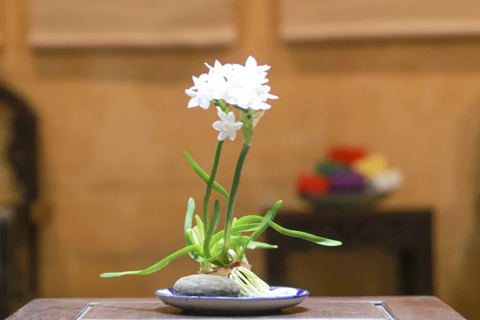 Gọt một bát hoa thủy tiên đón giao thừa