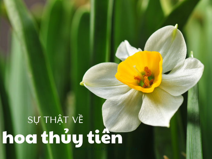 Hoa Thủy Tiên: Ý Nghĩa Theo Màu Sắc, Bí Mật & Cách Trồng – Flosa
