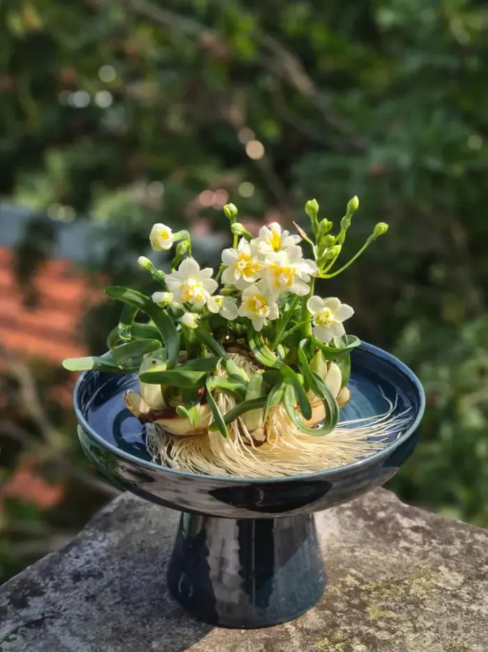 Ý nghĩa hoa thủy tiên, đặc điểm, cách trồng và chăm sóc