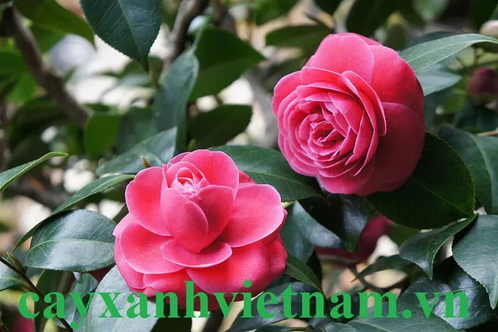 Dịch Vụ Trồng Cây Xanh - Công Ty cây Xanh Đại Xuân