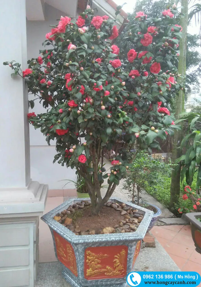 Bán Cây Hoa Trà Hồng, Trà Đỏ, Trà Bạch Nhiều Nụ Sai Hoa