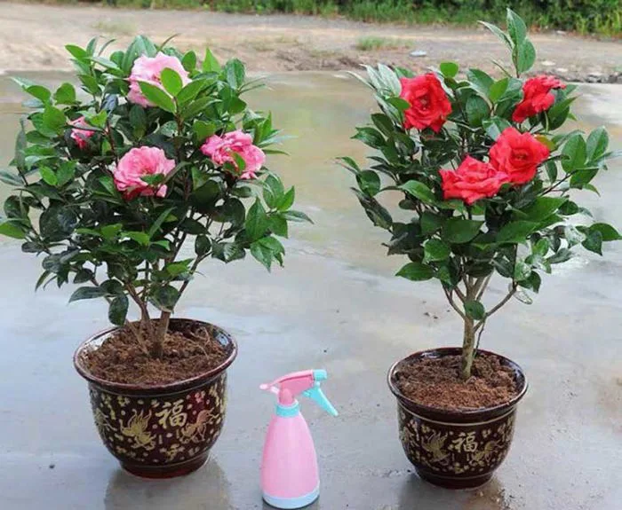 Hoa Trà: Nguồn gốc, đặc điểm và ý nghĩa theo màu sắc - FLoLi