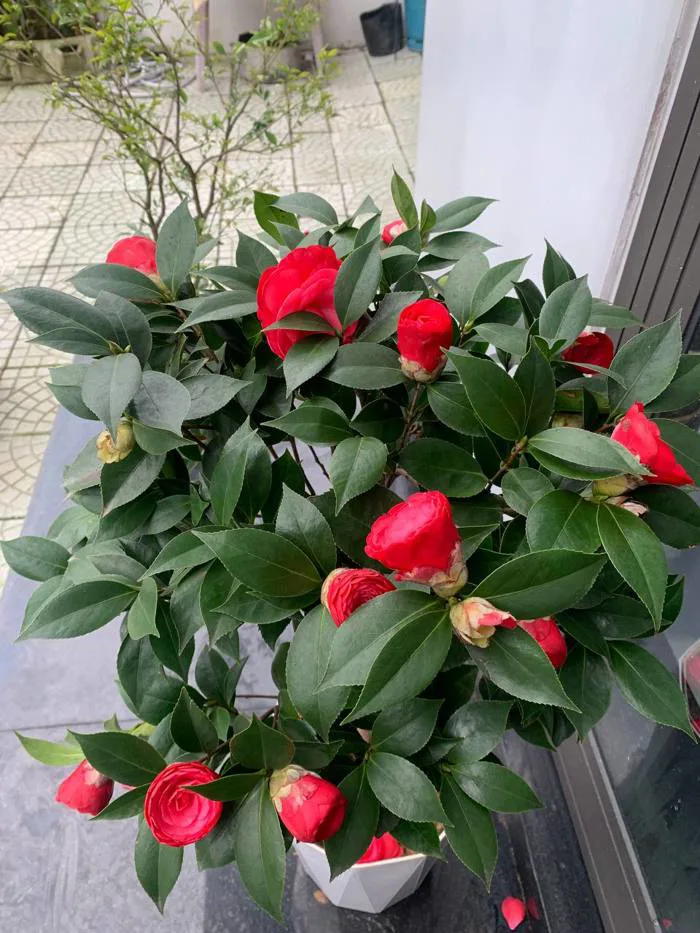 Hoa Trà My Cổ Đỏ Hoa Cánh Xếp Cao 80cm
