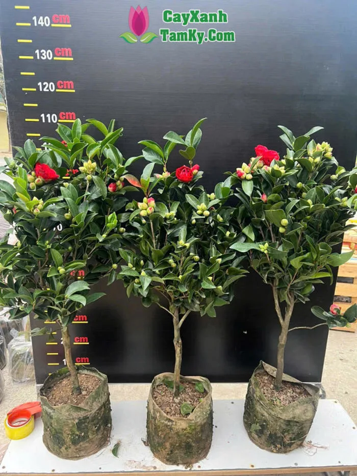 Cây trà my - Đặc điểm, giá bán, ý nghĩa, công dụng, cách trồng và chăm sóc  cây trà my - Cây Xanh Tam Kỳ