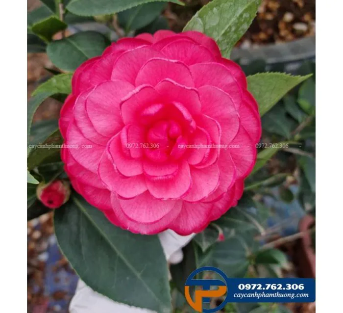 Cây hoa trà my cung đình đỏ - Cây Cảnh Phạm Thương