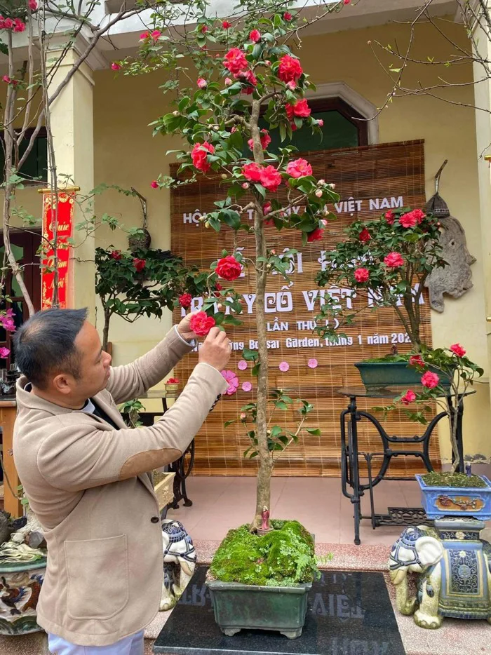 Cơn sốt trà my như lan đột biến, làng nghề trồng hoa điêu đứng