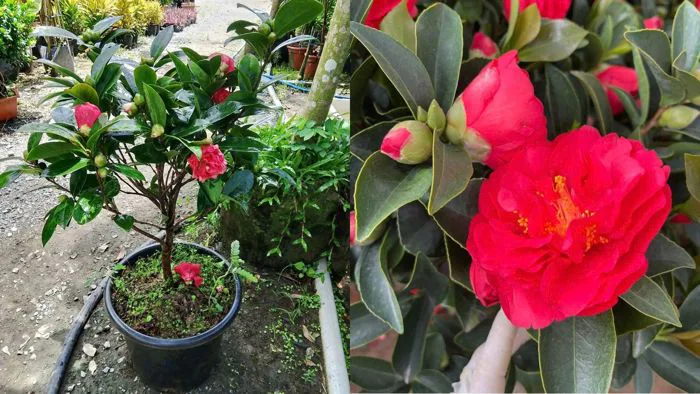 Hoa Trà My Tứ Quý - Vẻ đẹp sang trọng và ý nghĩa tốt lành
