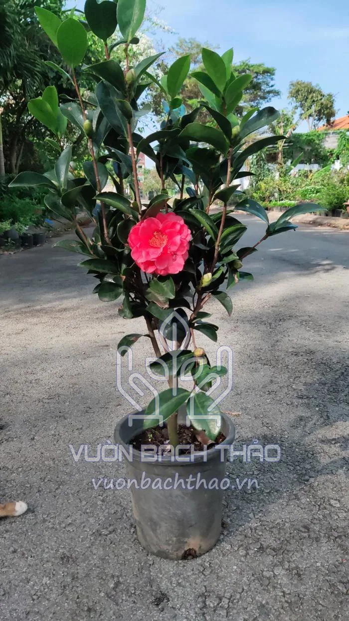Cây Trà My Tứ Quý Cánh Kép