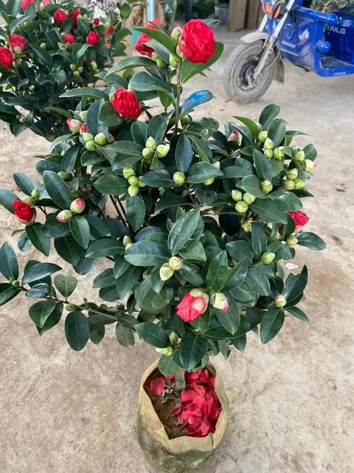 Cây trà my - Cây Cảnh Tam Kỳ - Phương Đông Garden
