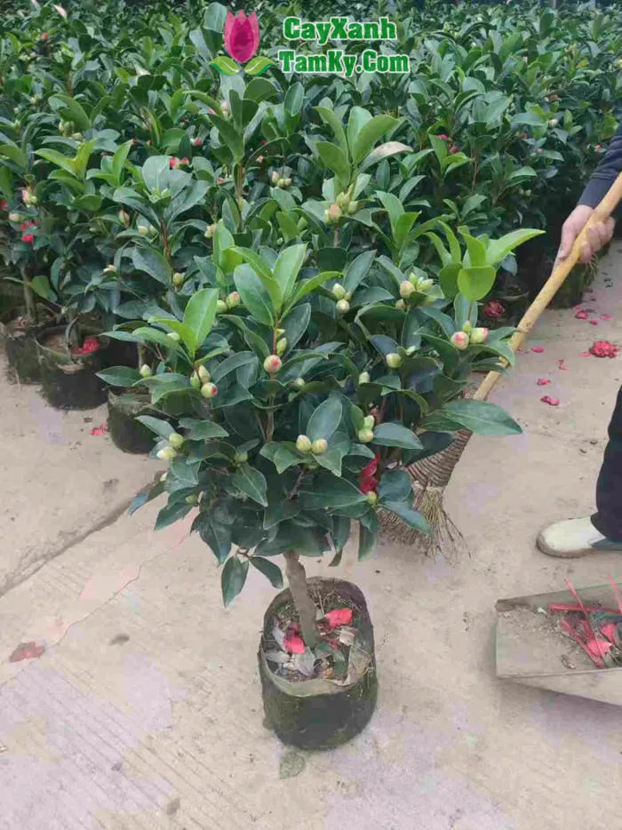 Cây trà my - Đặc điểm, giá bán, ý nghĩa, công dụng, cách trồng và chăm sóc  cây trà my - Cây Xanh Tam Kỳ