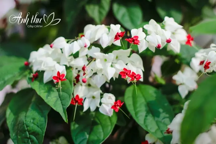 Hoa trinh nữ là gì, nguồn gốc và đặc điểm