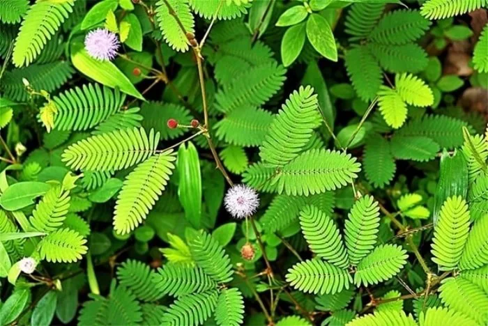 Cách chữa mất ngủ bằng cây trinh nữ tại nhà dễ thực hiện