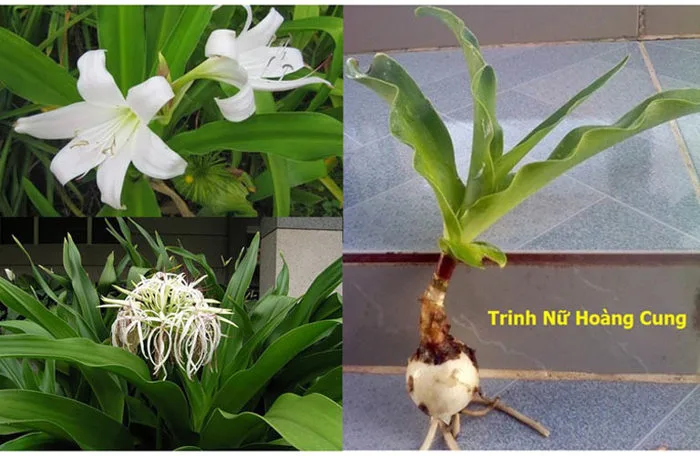 Cây Trinh Nữ Hoàng Cung: Tác dụng và 9 bài thuốc quý trị bệnh
