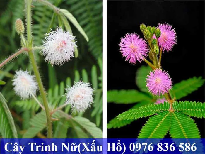 Đặc điểm của cây Trinh Nữ(Xấu hổ) là gì? - Dược Liệu Hòa Bình