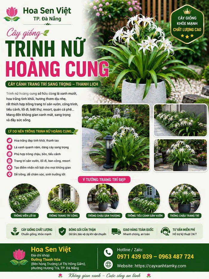 Cây trinh nữ hoàng cung - Đặc điểm, ý nghĩa, công dụng, cách trồng và chăm  sóc cây trinh nữ hoàng cung - Cây Xanh Tam Kỳ