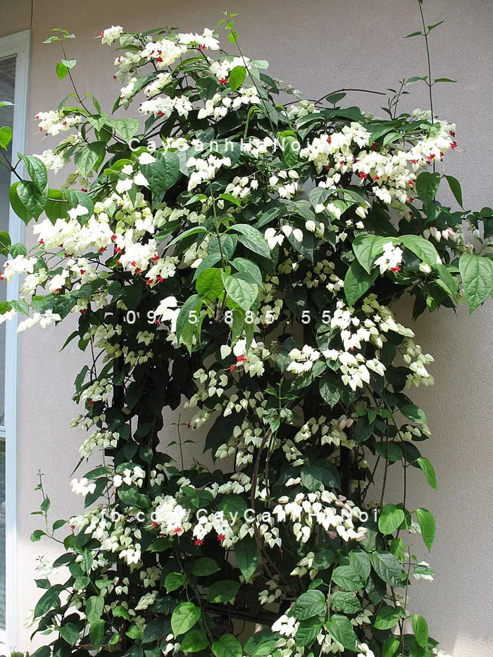 Hoa Leo Ngọc Trinh, Ngọc Nữ
