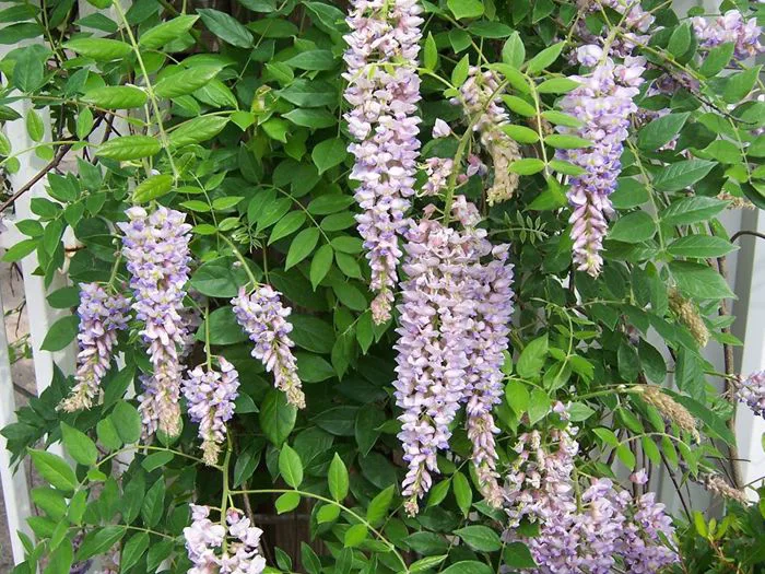 Hoa Tử Đằng - CẢNH QUAN TRỊNH THẬP