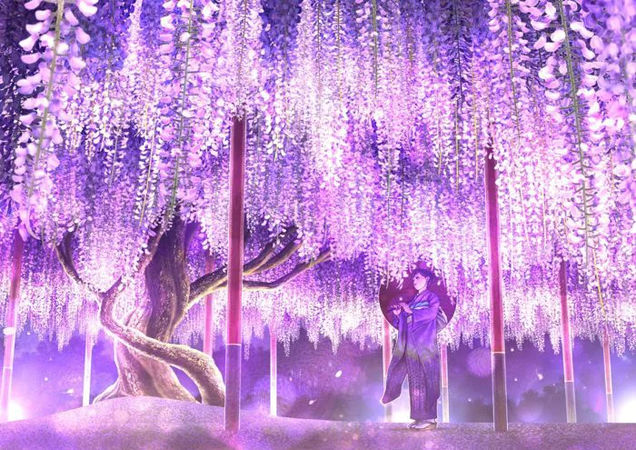 Hoa Tử Đằng: Một vẻ đẹp khác của Nhật Bản vào tháng 4