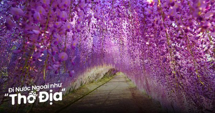 10 Địa Điểm Ngắm Trọn Vẻ Đẹp Mùa Hoa Tử Đằng Nhật Bản - Klook Blog
