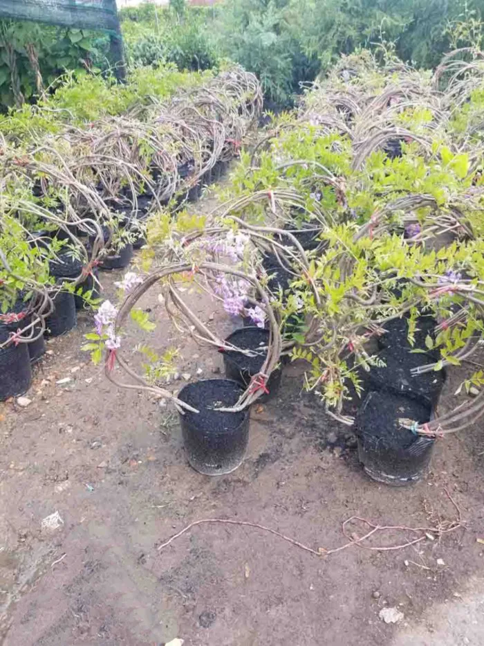 Cây Tử Đằng - hoa đẹp rực rỡ - | Hoa Kiểng Phúc Lộc