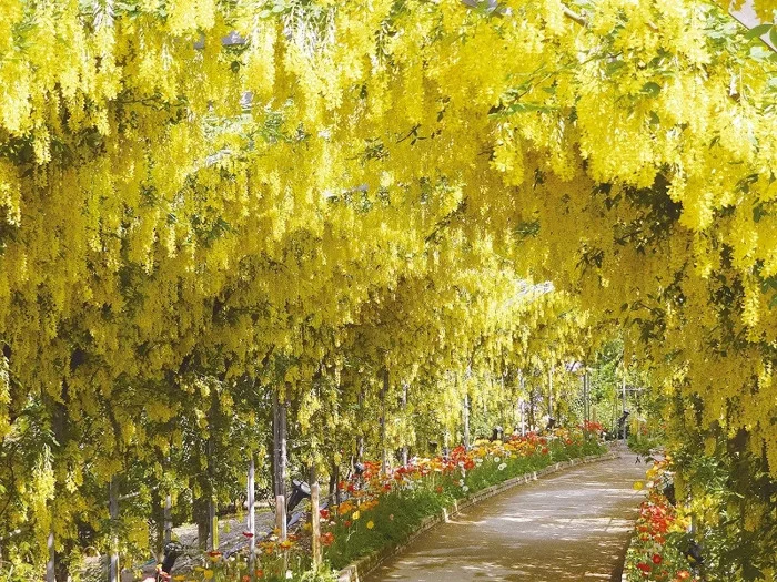 Chiêm ngưỡng vẻ đẹp mùa hoa tử đằng Nhật Bản