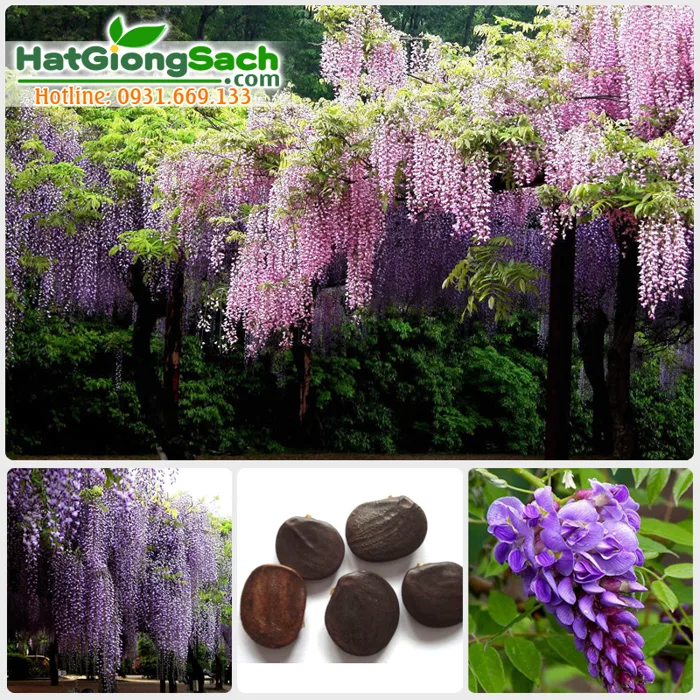 Hạt giống hoa tử đằng - Hạt Giống Sạch