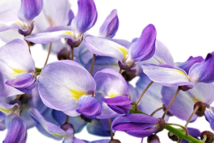 Ý nghĩa và biểu tượng hoa tử đằng - Cửa hàng hoa tươi May Flower