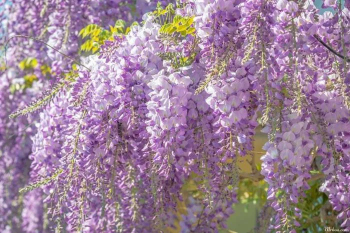 Hoa tử đằng: Tìm hiểu ý nghĩa đặc điểm cách trồng và chăm sóc