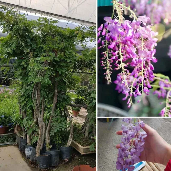 Cây Hoa Tử Đằng cuộn to - Nhà Vườn Khánh Võ cây cảnh, cây giống nhập ngoại,  giao hàng toàn quốc