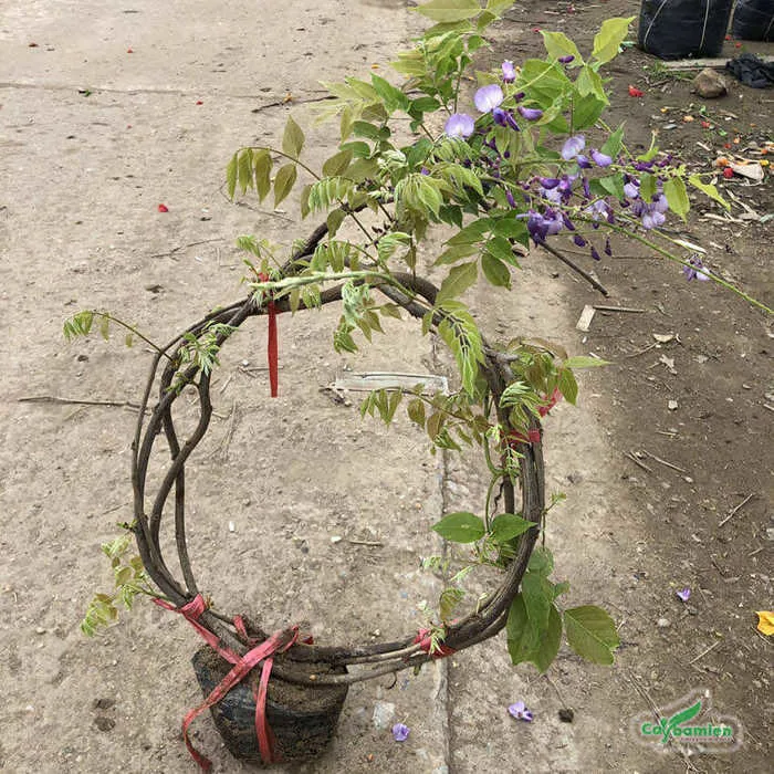 hoa tử đằng tím leo - Công Ty TNHH Trúc Vũ Farm